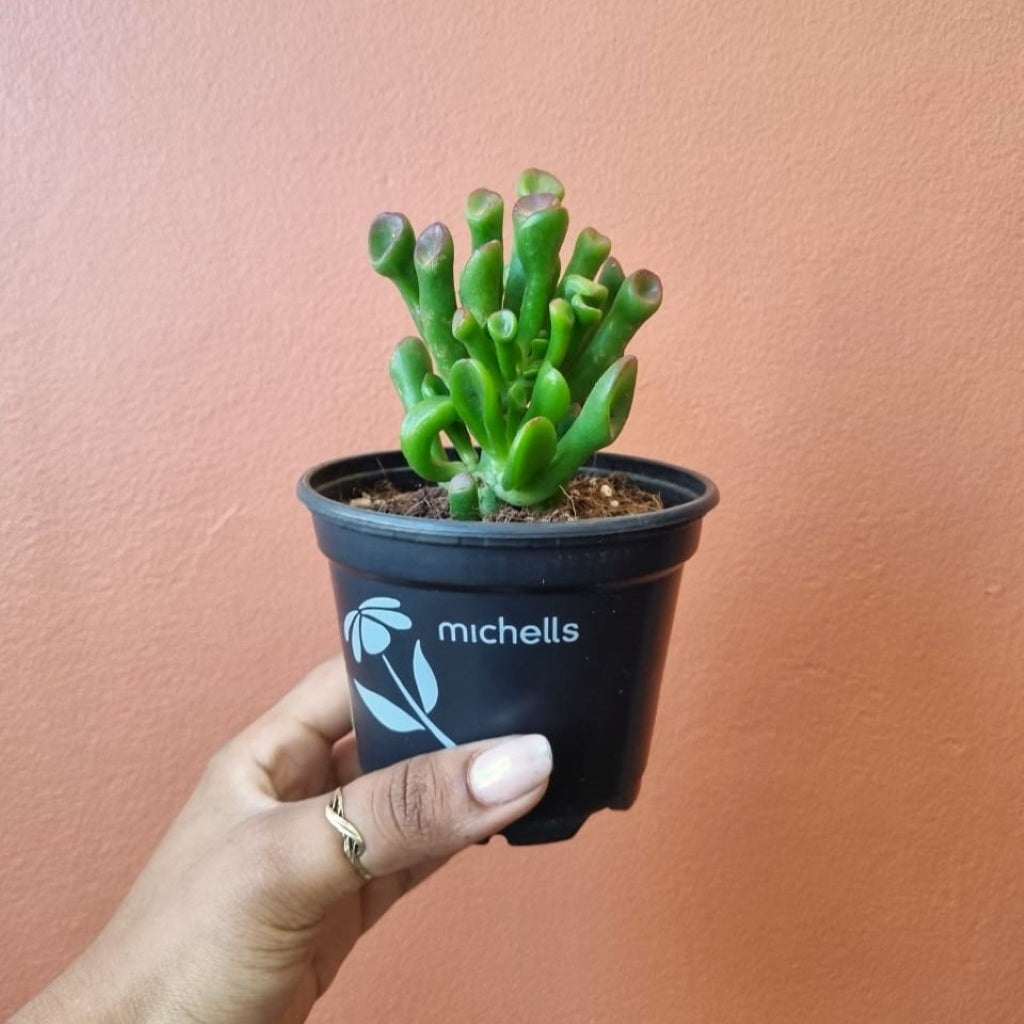 Crassula ovata Hobbitt 10cm