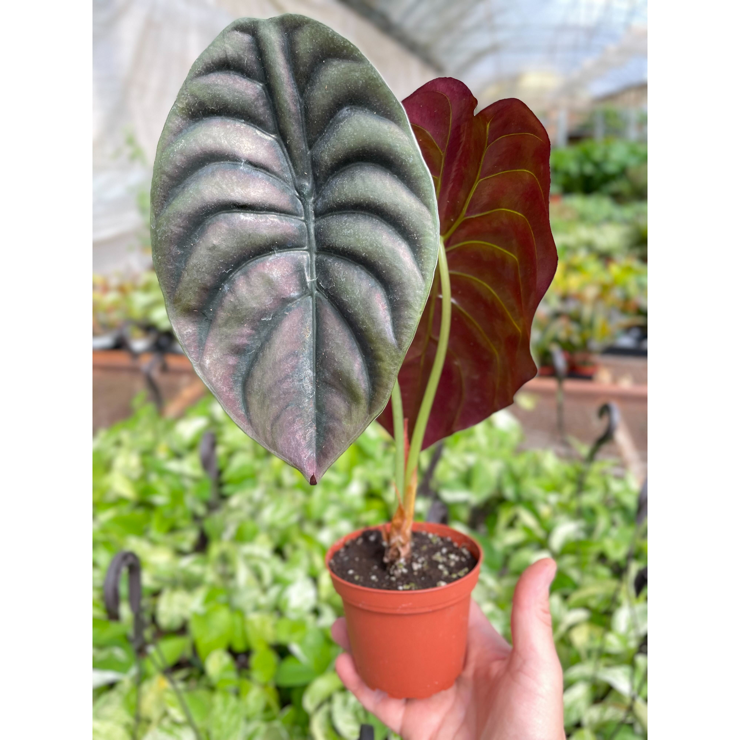 Alocasia 'Red Secret'