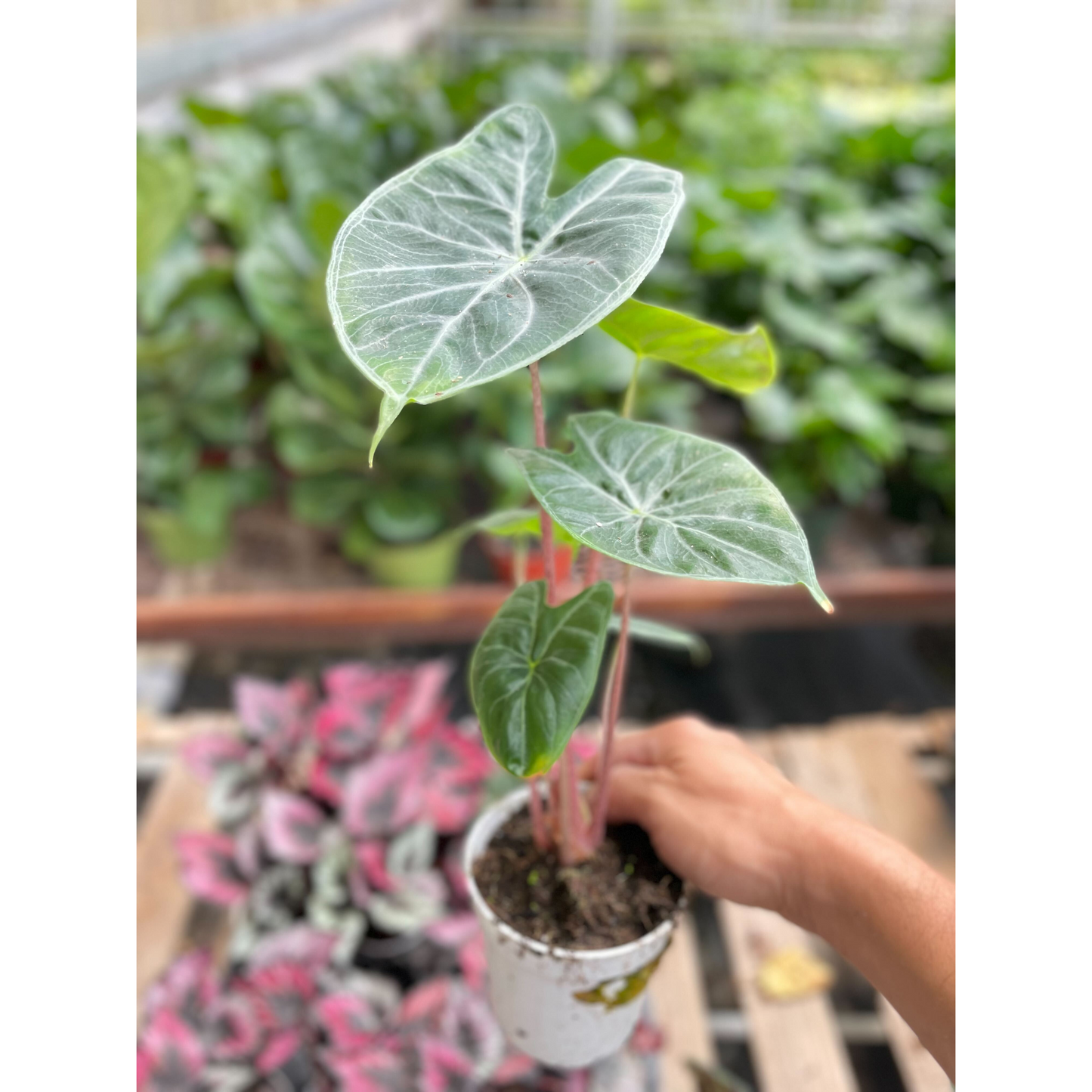 Alocasia 'Ivory Coast'