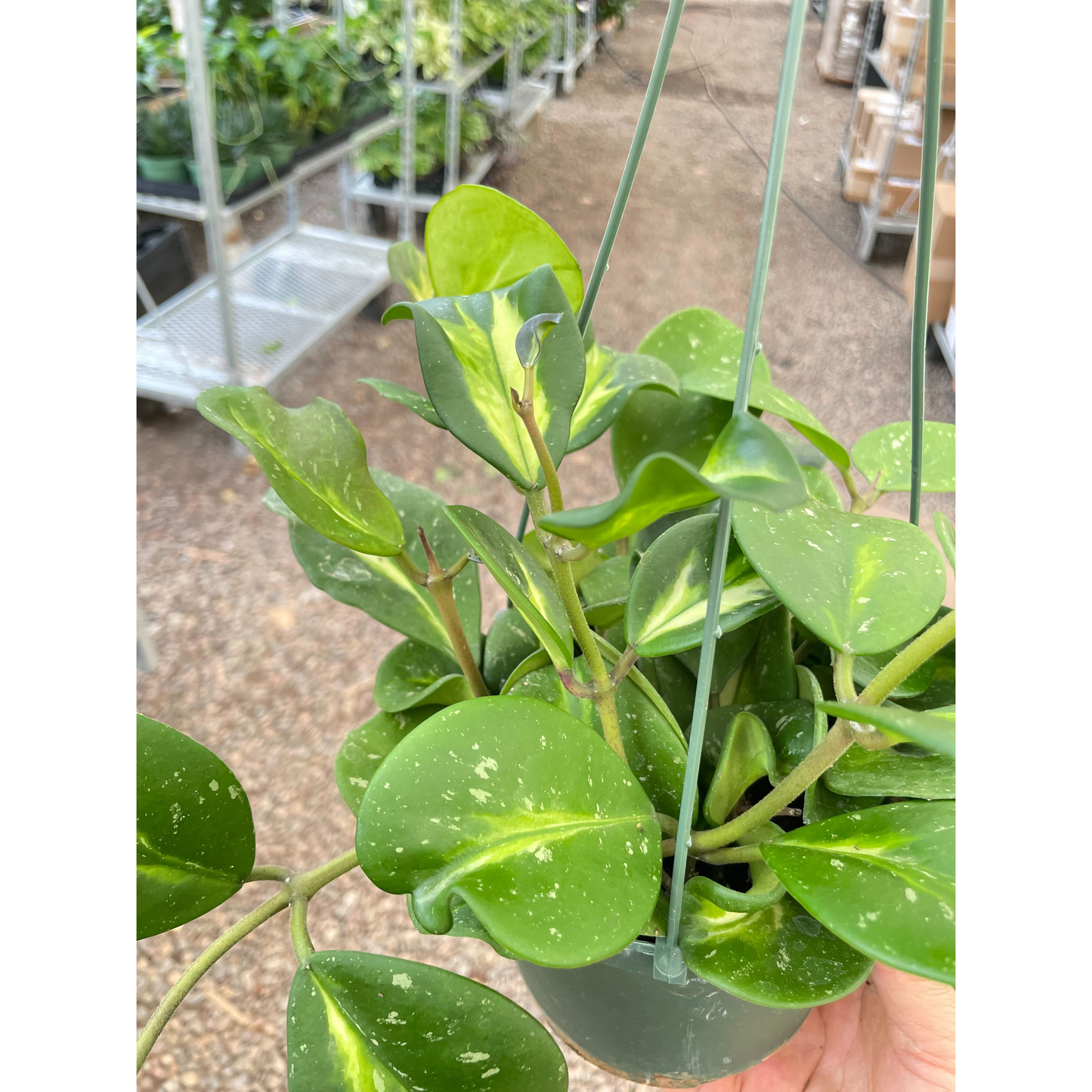 Hoya Obovata Reverse - 6" Pot