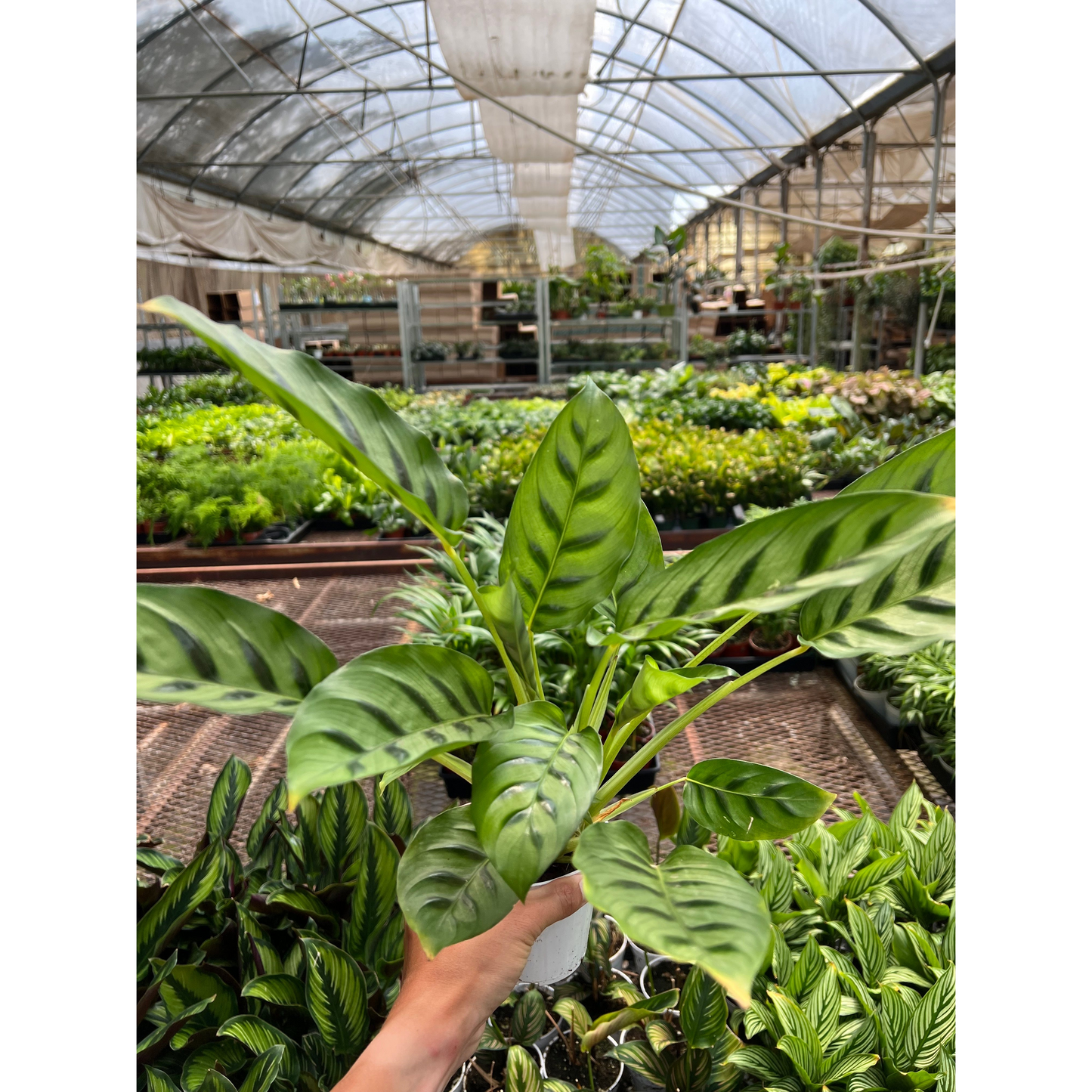 Calathea Leopardina