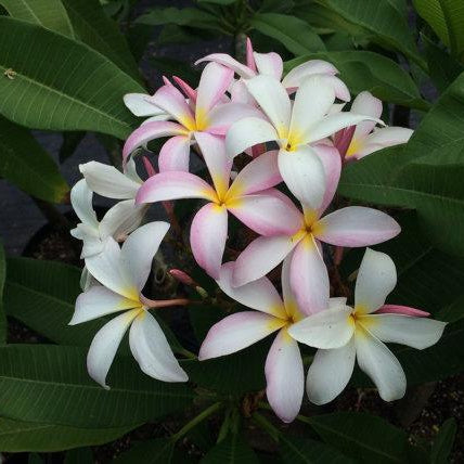 Slaughter Pink Plumeria