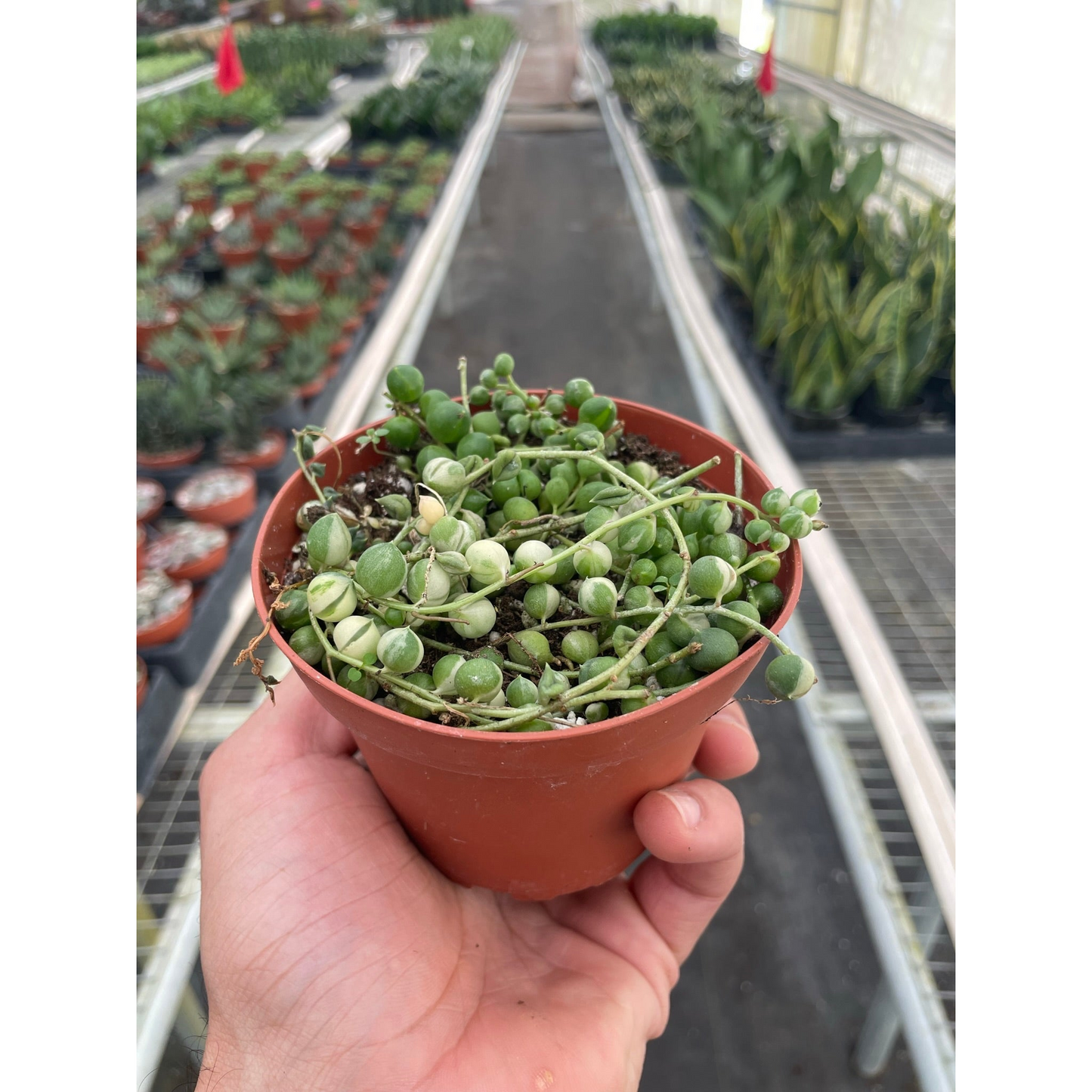 Succulent 'String of Pearls' Variegated