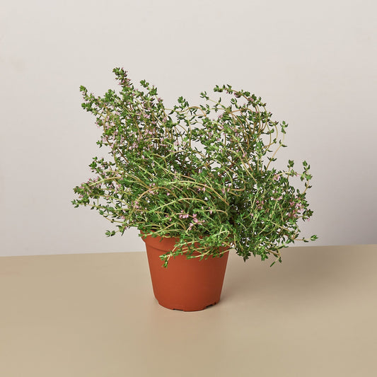 Thyme Herb 'Lemon' - 4" Pot