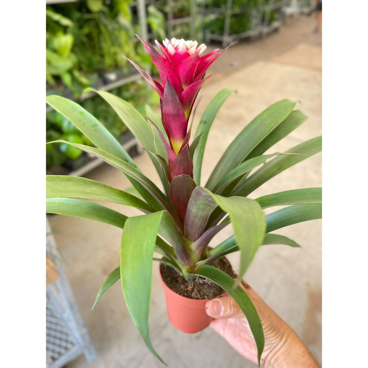 Bromeliad Guzmania 'Francesca'