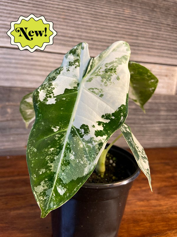 Alocasia Micholitziana 'Frydek' Variegated