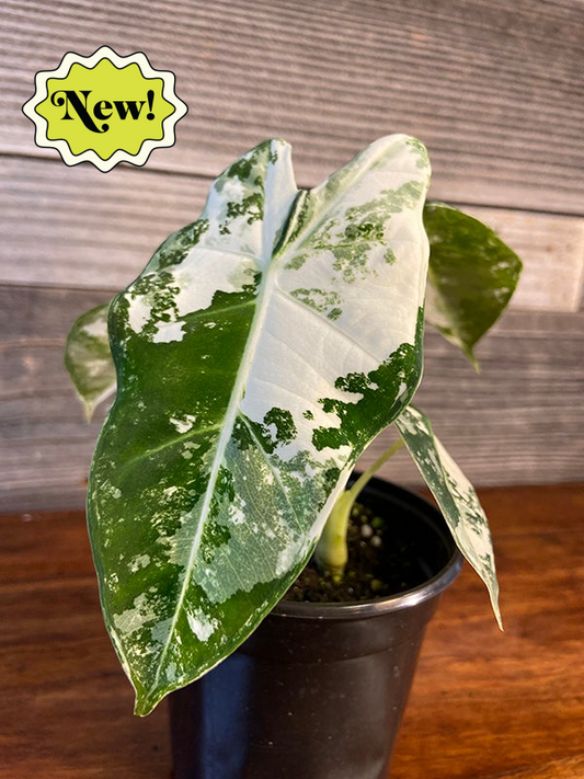 Alocasia Micholitziana 'Frydek' Variegated