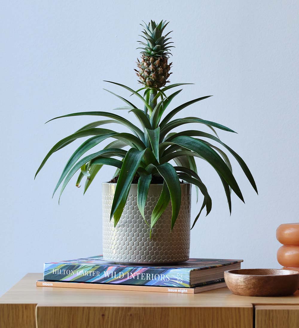 Pineapple Plant & Pot